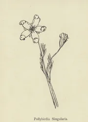 Pollybirdia Singularis